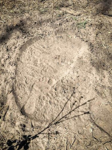 Camping unter wilden Tieren: Elefantenspur im Sand